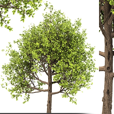 American Hornbeam: Native Hardwood Tree 3D model image 1 