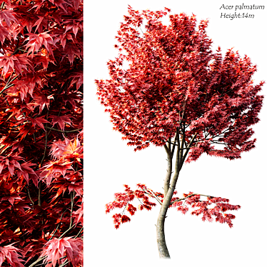 2014 Acer Palmatum: 14m Height, Corona Render 3D model image 1 