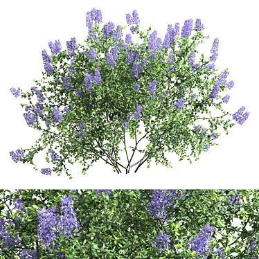 Ceanothus California Lilac: Exquisite 2013 Version 3D model image 1 