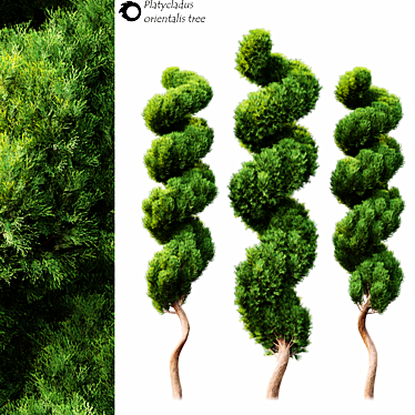 Majestic PlatiTree: 2014 Edition 3D model image 1 