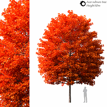 Evergreen Acer Rubrum Tree 3D model image 1 