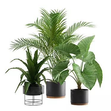 Exotic Indoor Plants Pack 3D model image 1 