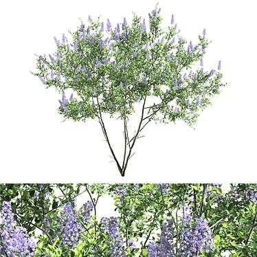 Ceanothus 2013: California Lilac in 3D 3D model image 1 