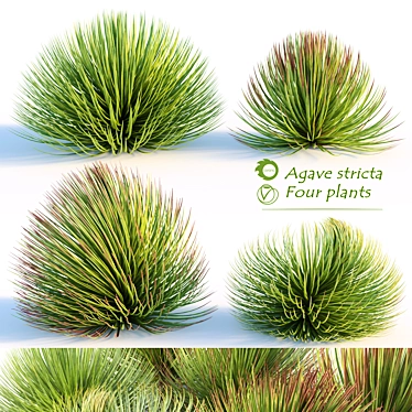 Hedgehog Agave: Four Striking Plants 3D model image 1 