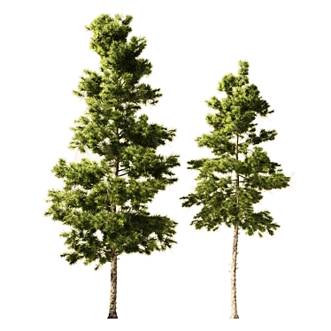 Europine Collection: Tall & Detailed 3D model image 1 