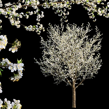 Plum Blossom 3D Model - Vray Compatible 3D model image 1 