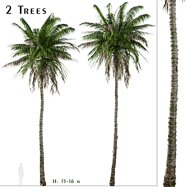 Colombian Quindio Wax Palm Set 3D model image 1 