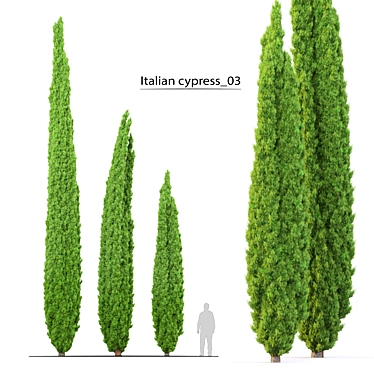 Elegant Italian Cypress Trio 3D model image 1 
