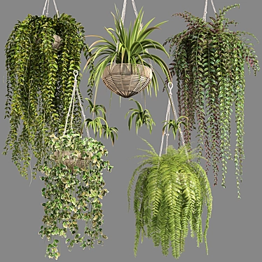 Premium Hanging Indoor Plants Collection 3D model image 1 