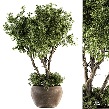 Lush Outdoor Plant Set 3D model image 1 