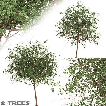 Channel Islands Catalina Cherry Trees 3D model image 1 