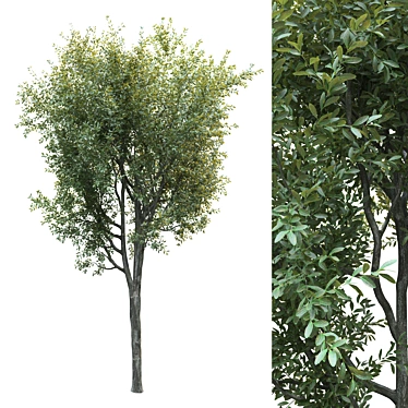 Lush Landscape Tree 25ft 3D model image 1 