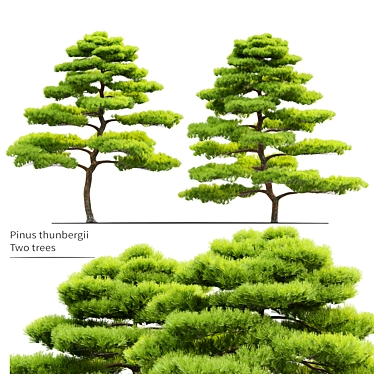 Japanese Black Pine Tree Duo: 4m Height 3D model image 1 