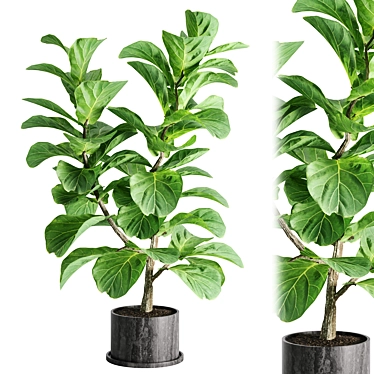 Botanical Bliss: Indoor Plant Set 3D model image 1 