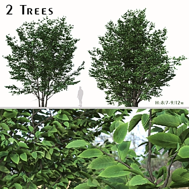 Exquisite Pair: Parrotia Persica (2 Trees) 3D model image 1 