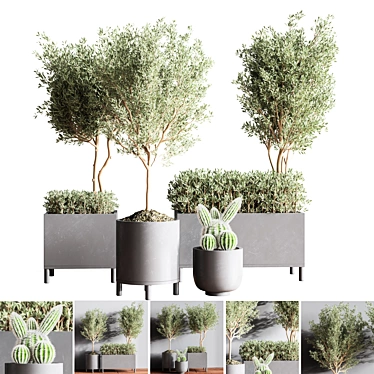 Premium Indoor Plant Set 3D model image 1 