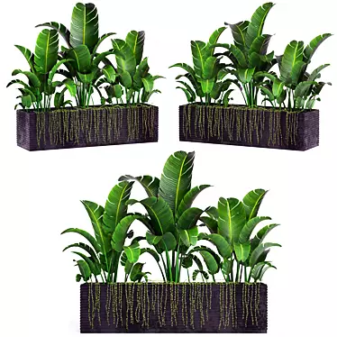 Tropical Banana Plant in Flower Pot 3D model image 1 