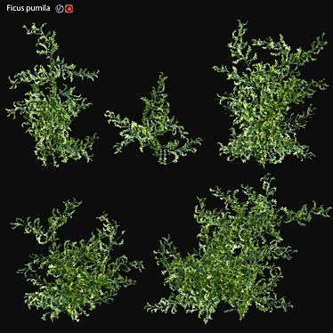 Ficus pumila in 3D 3D model image 1 