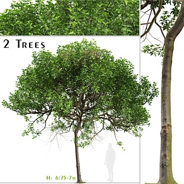 Australian Cheesewood Trees (2 Pack) 3D model image 1 