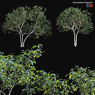 Vintage Fragrant Osmanthus 3D Models 3D model image 1 