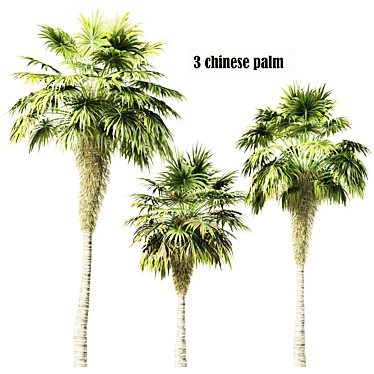 Elegant Trio of Chinese Palms 3D model image 1 