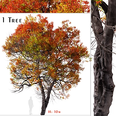 Trident Maple Tree: Beautifully Hardy & Easy to Grow 3D model image 1 
