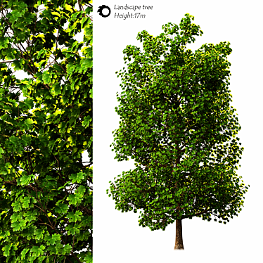 Exterior Landscape Tree - 17m Height 3D model image 1 