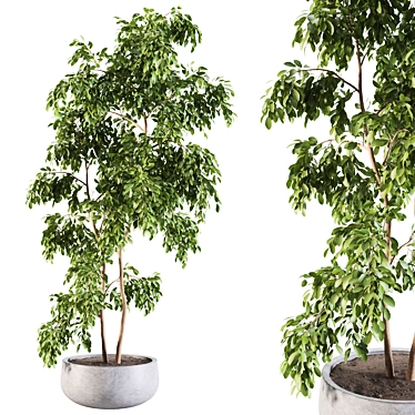 Elegant Ficus Indoor Plant 3D model image 1 