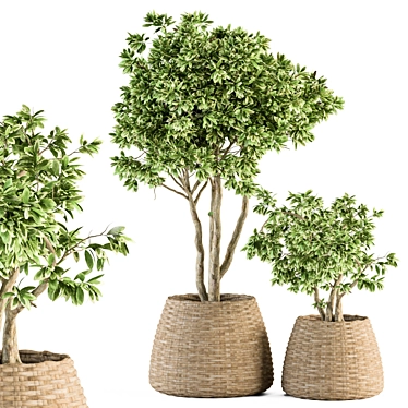 333 Indoor Plant Set: Tree & Plant in Mat Pot 3D model image 1 