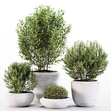 4 Pot Rosemary: Healthy & Fragrant Herb 3D model image 1 