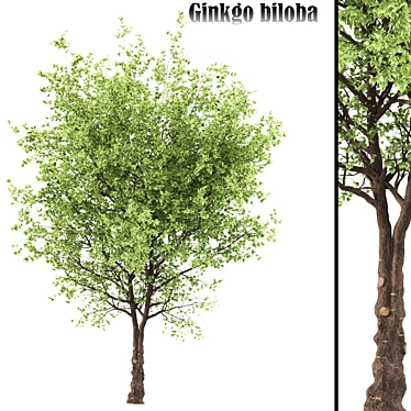 Ancient Ginkgo Biloba Supplement 3D model image 1 