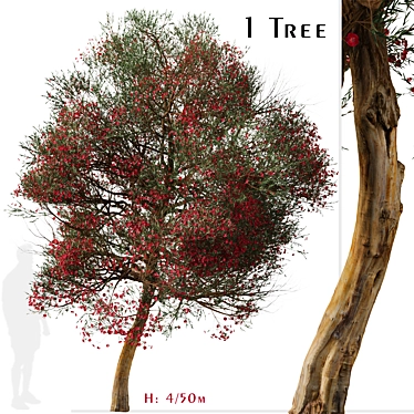 Manuka Tree: Native Beauty for Your Garden 3D model image 1 