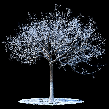 Winter Wonderland Apple Tree 3D model image 1 