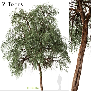 Eucalyptus sideroxylon Set: Majestic Red Ironbark 3D model image 1 