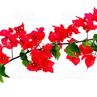 Blooming Bougainvillea Tree 3D model image 1 