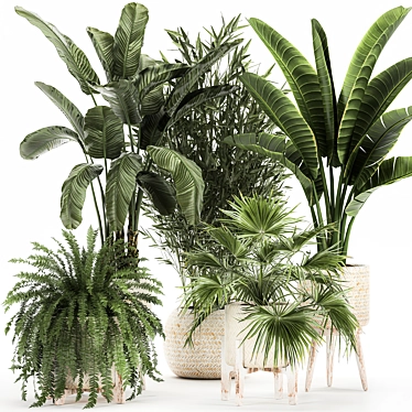 Tropical Plant Collection: Exotics for Indoor and Outdoor 3D model image 1 