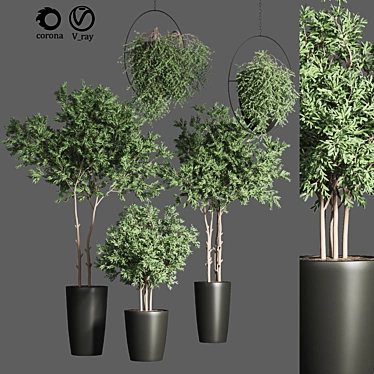 Indoor Plant Collection 17 3D model image 1 