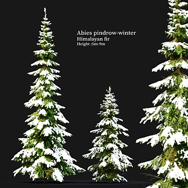 West Himalayan Fir Tree - 2 Models - Vray and Corona Materials 3D model image 1 