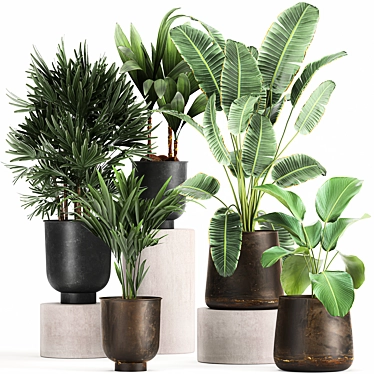 Tropical Plant Collection: Exotic and Indoor Plants 3D model image 1 