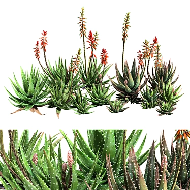 Crosbys Prolific Aloes: Versatile, High-Quality 2013 3D Model 3D model image 1 