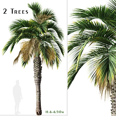 Pair of Spindle Palm Trees (Hyophorbe verschaffeltii) 3D model image 1 