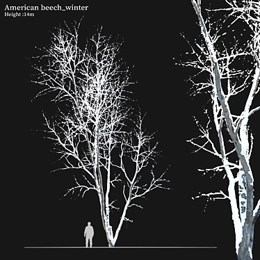 Autumn American Beech Tree - 3D Model 3D model image 1 