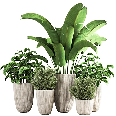 Indoor Plant Collection: Aesthetic and Versatile 3D model image 1 