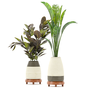 Ficus and Banana Indoor Plant Set 3D model image 1 