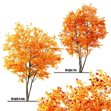 Japanese Maple Tree: Acer P. 3D model image 1 