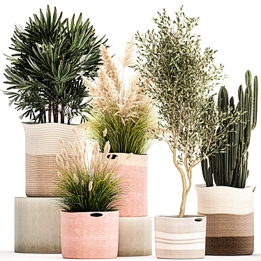 Indoor Plant Collection: Exotic Olive, Cacti & Pampas Grass 3D model image 1 