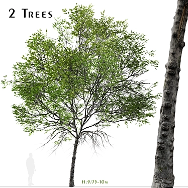 Taiwan Beech Duo: Fagus Hayatae Set 3D model image 1 