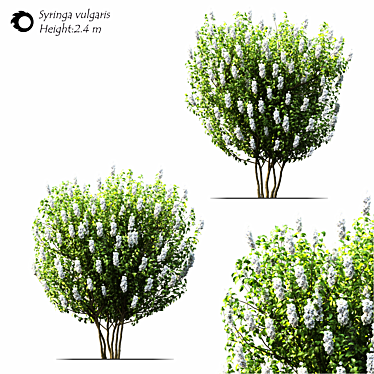 Syringa_vulgaris: Exquisite 2014 Floral Beauty! 3D model image 1 