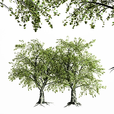 Variety of Tree-Katsura - 4 Different Sizes & Materials 3D model image 1 