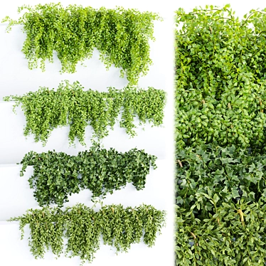 3D Hanging Wall Plants Vol. 64 3D model image 1 